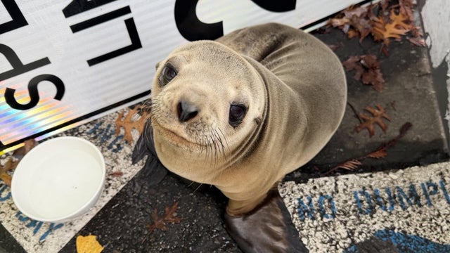 sea-lion-rescued-mountain-view.jpg 
