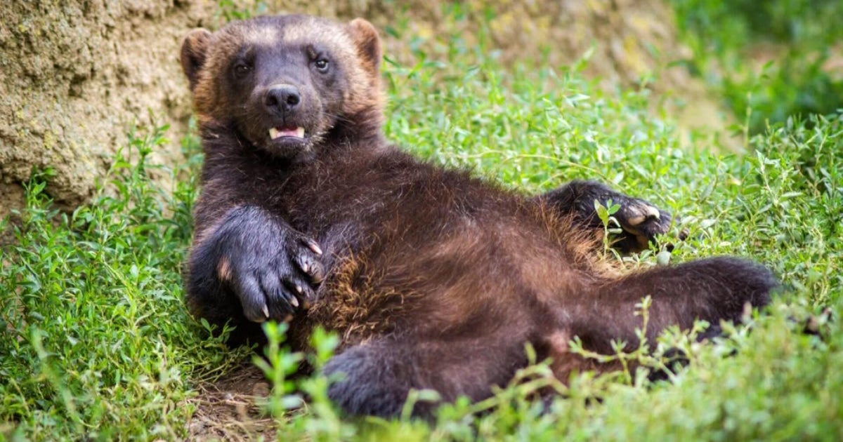 Colorado Parks and Wildlife considers plans to reintroduce wolverines