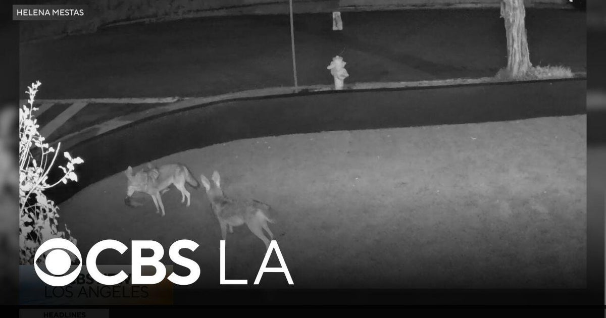 Del Rey community members talk about the increase in coyote sightings