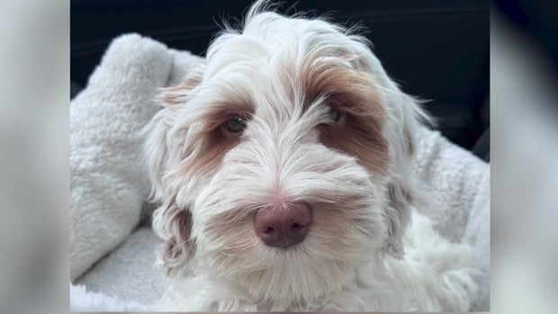 Bauer, a 15-week-old Australian labradoodle 
