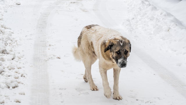 Stray dog walking on snowy path 