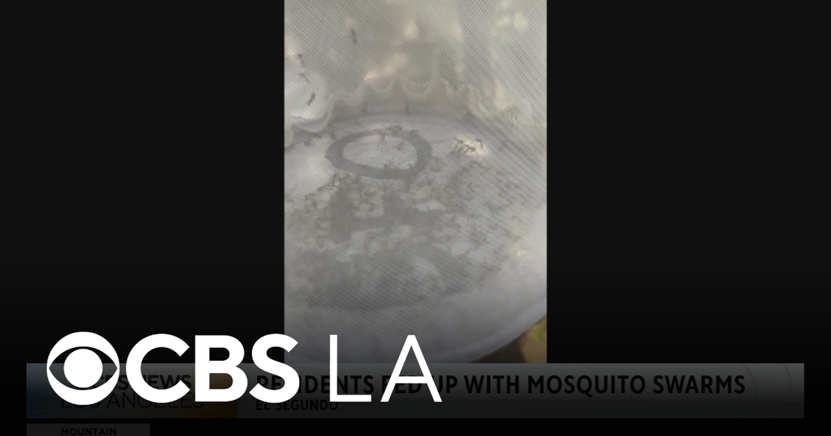 Mosquito infestation in El Segundo frustrates residents