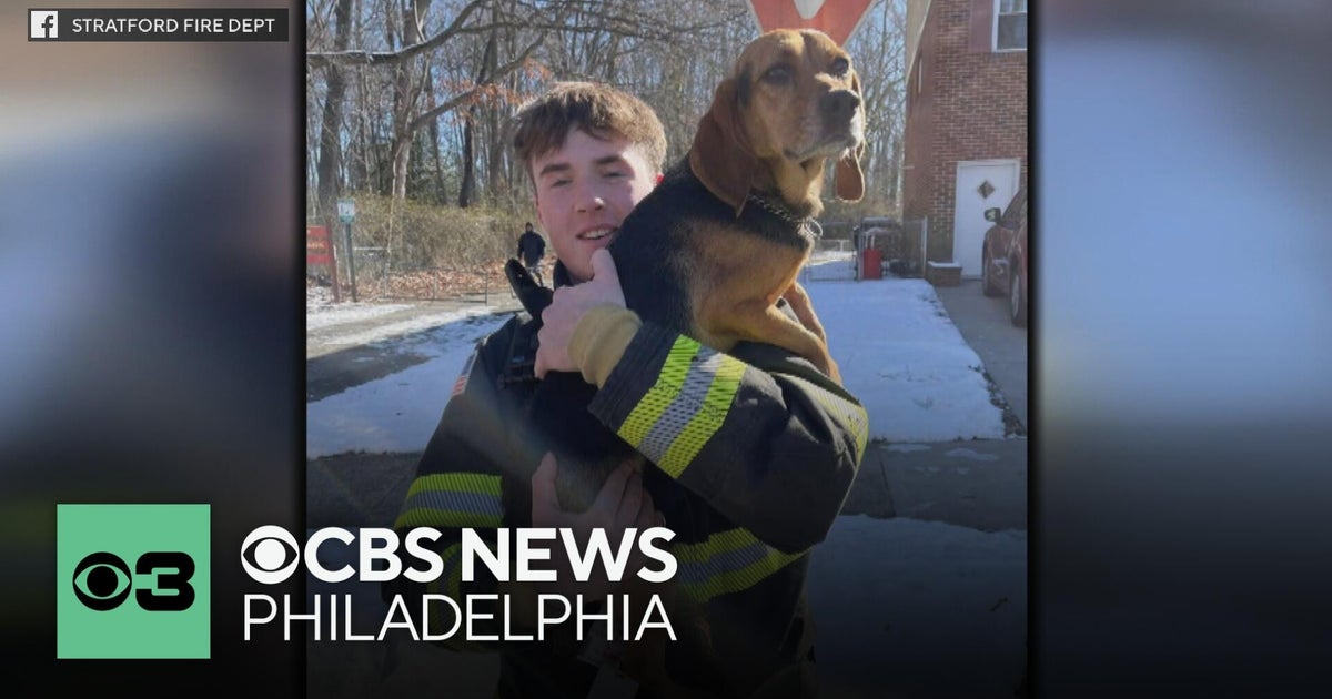 South Jersey firefighters rescue dog trapped in storm drain - CBS ...