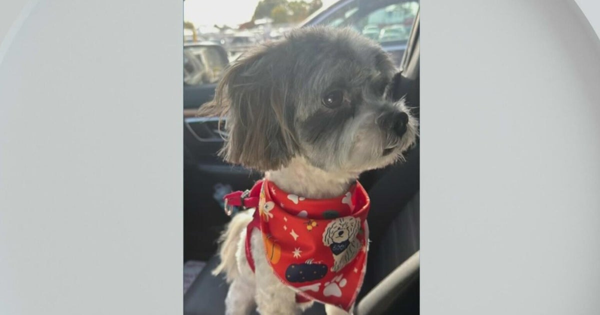 Massachusetts woman says neighbor’s dog attacked her and her small pet