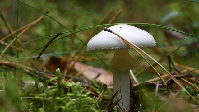 Amanita phalloides 