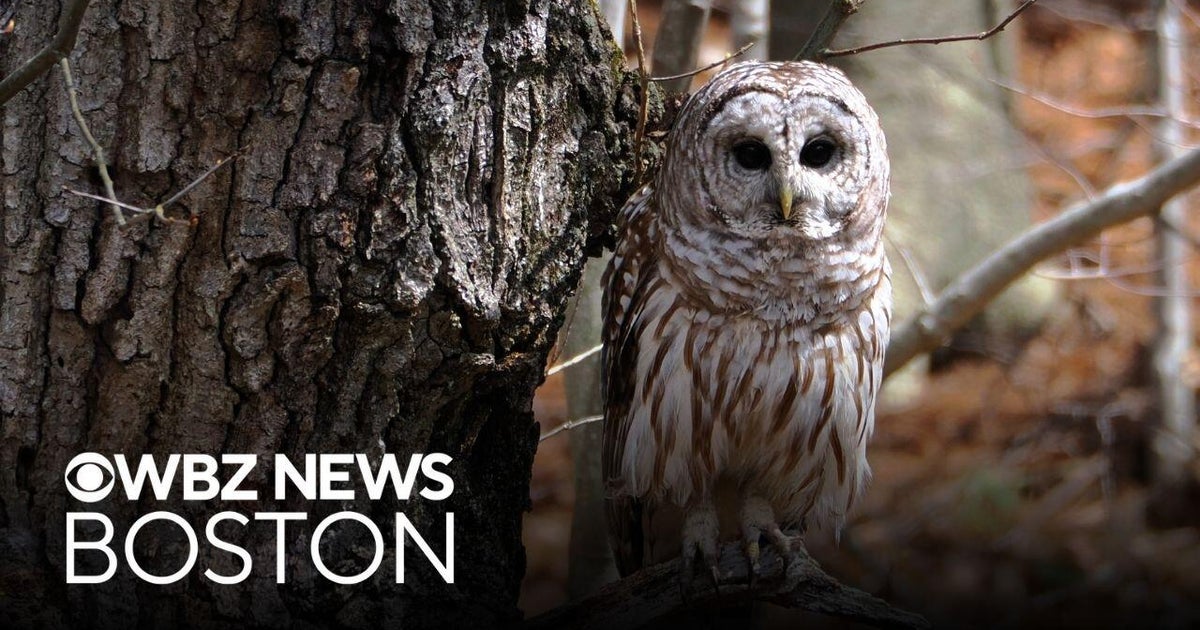 Weekend To Do List: Owl prowl, Boston wine and food festival and boxing event