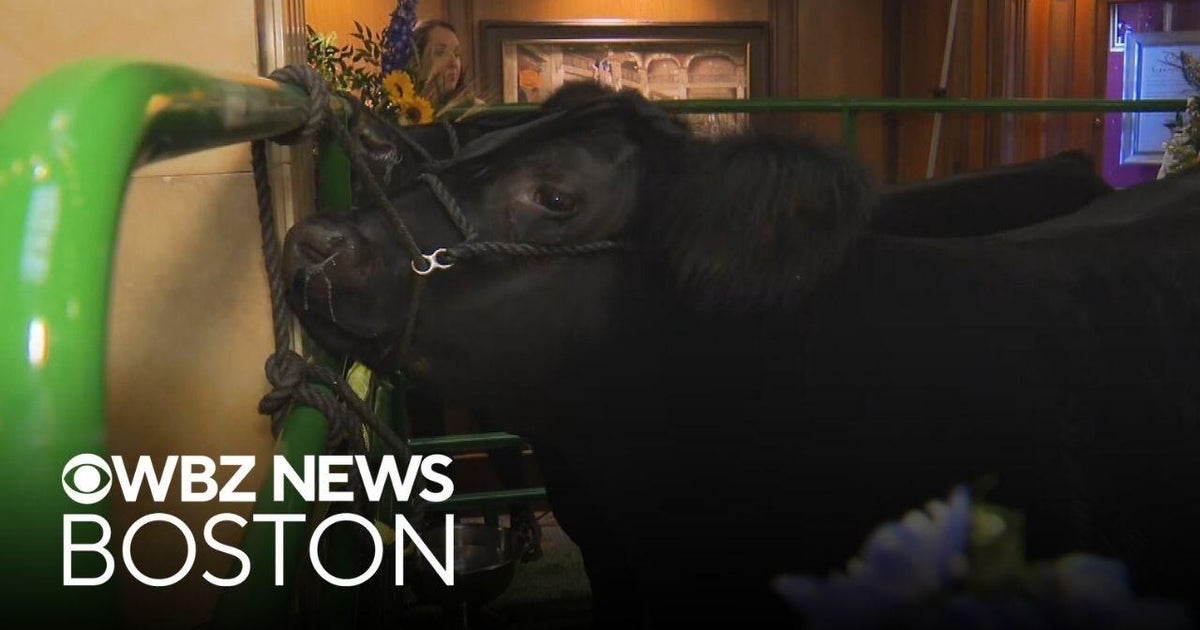 Denver residents line up for to meet grand champion of National Western Stock Show