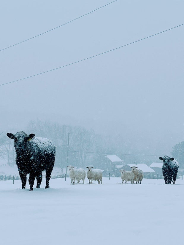 Farm animals in the snow storm 
