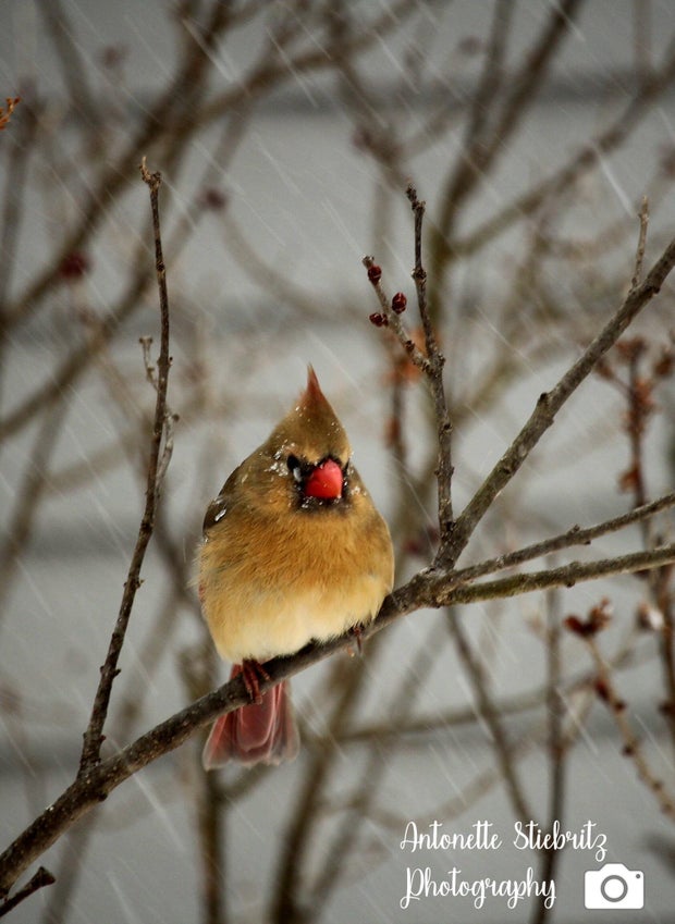 A bird perches a branch in the snow storm 