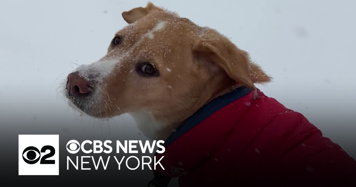 New Jersey dog bundled up, enjoying the snowstorm
