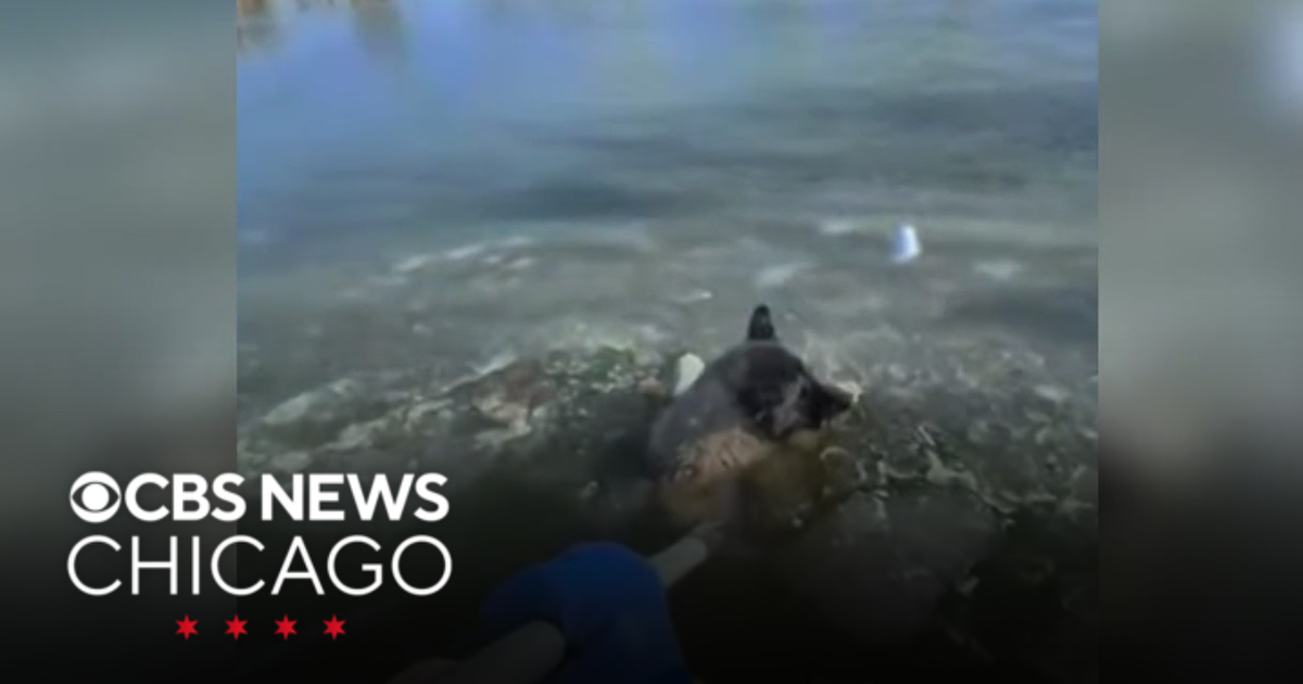 Firefighters in St. Louis rescue dog from icy pond