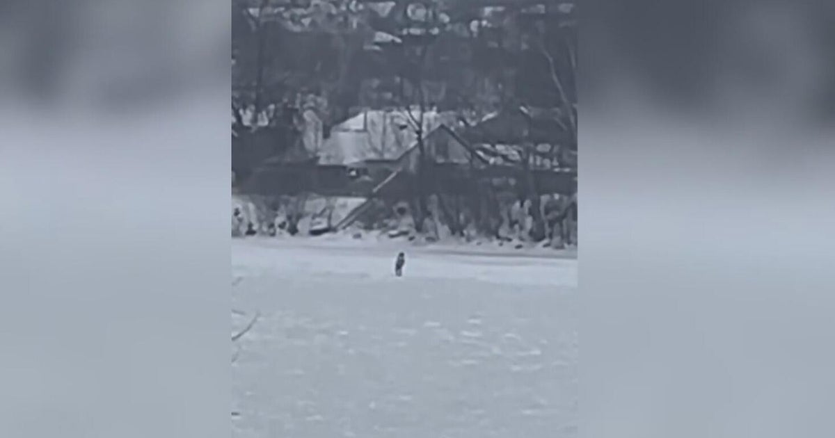 Man trying to evade police runs onto frozen river in Pennsylvania