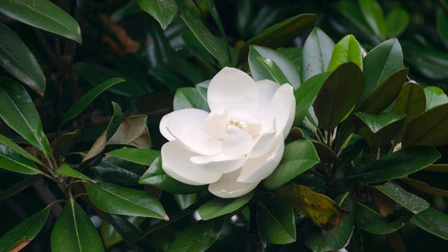 Magnolia virginiana, most commonly known as sweetbay magnolia, or merely sweetbay 