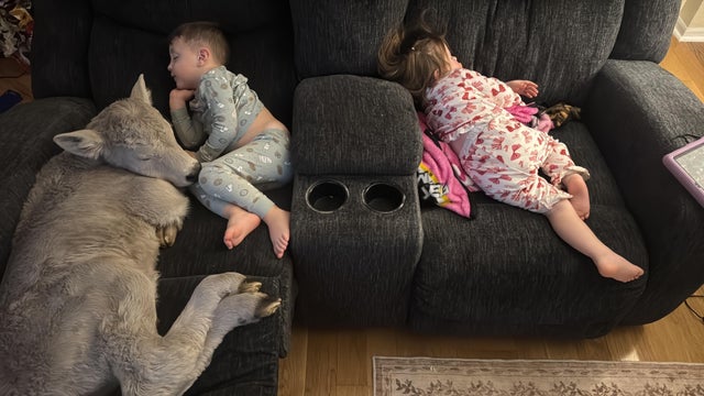 Winter Weather-Cold Calf 