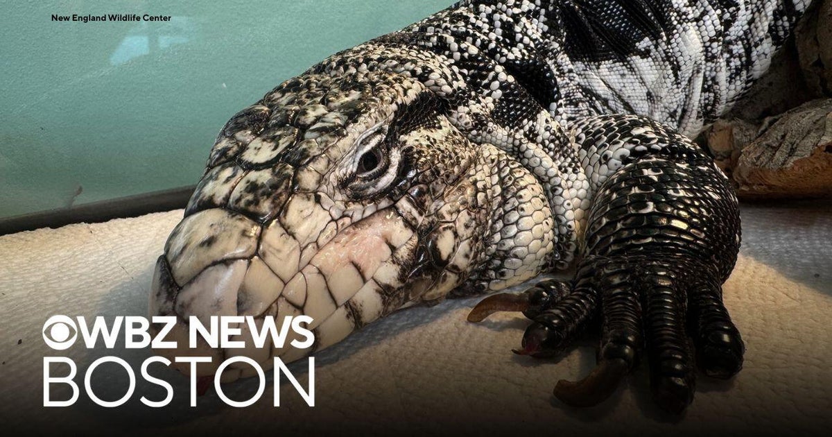 Rhode Island man finds large lizard under 20 inches of snow while shoveling