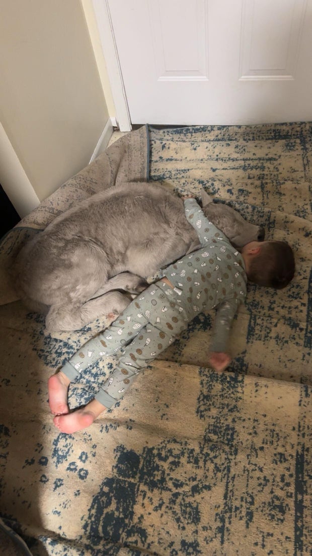 Winter Weather-Cold Calf 