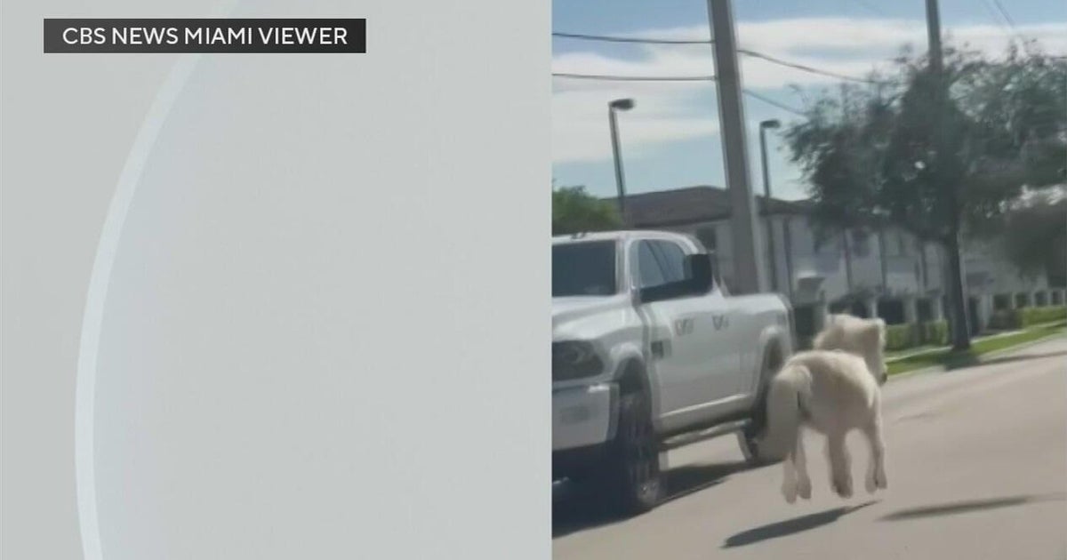 Caught on camera: Ponies run loose in Hialeah