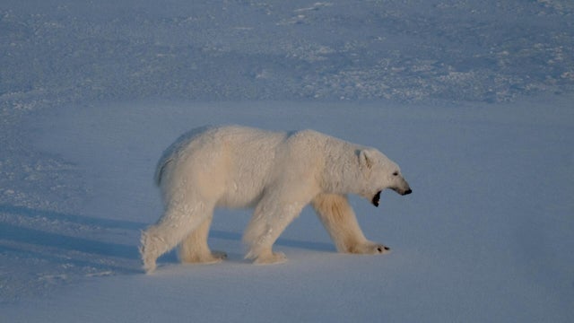 NORWAY-ENVIRONMENT-CLIMATE-RESEARCH-ANIMAL 