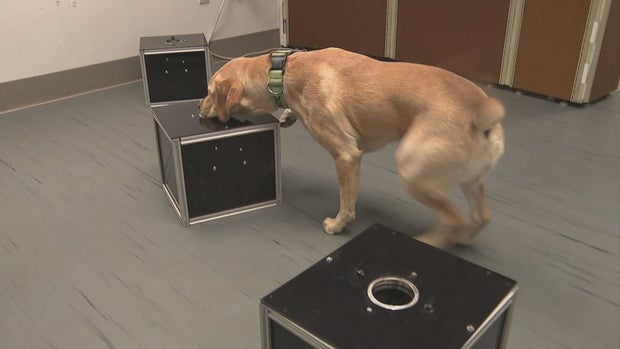 Philadelphia researchers train dogs to detect "silent killer" canine cancer