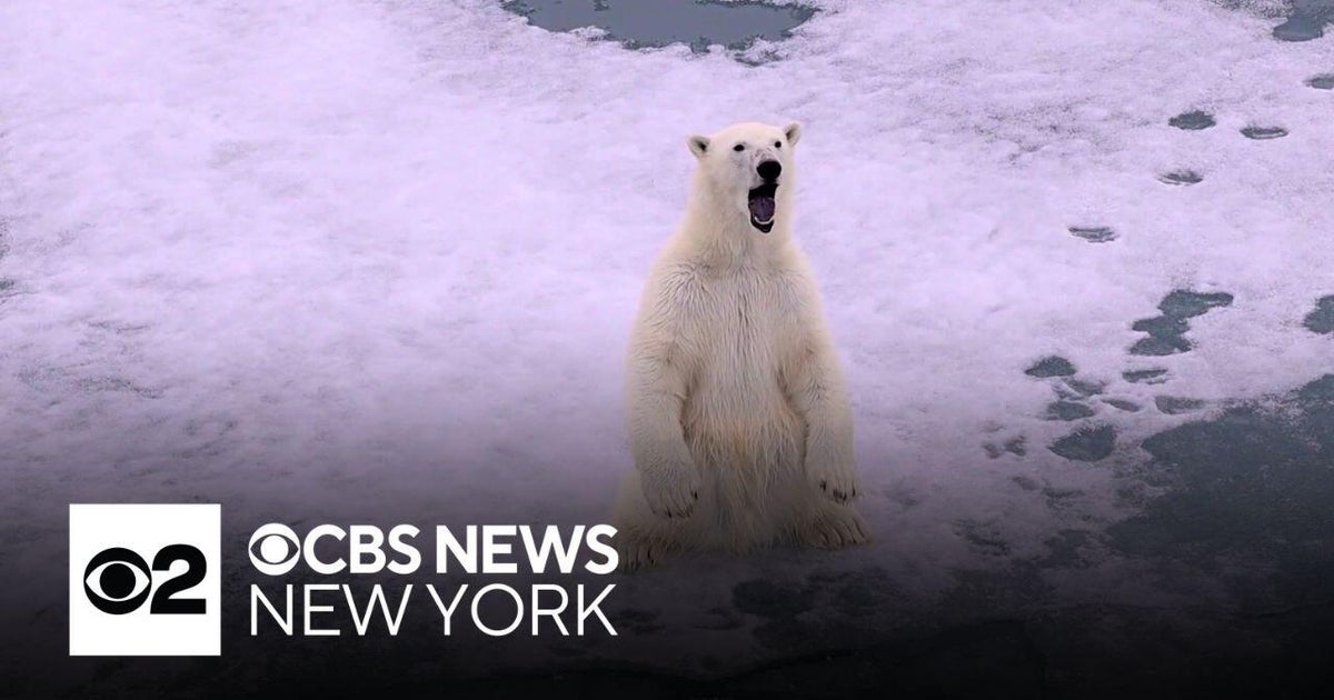 Polar bears in parts of Norway thriving despite shrinking ice