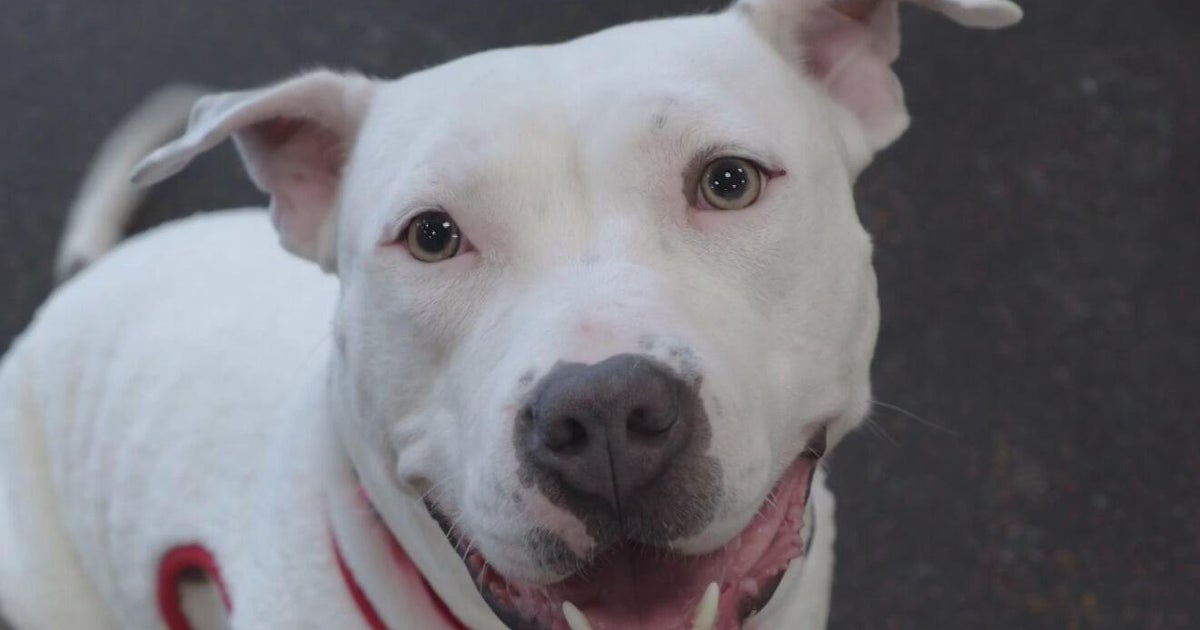 Furry Friday: Meet Missy the dog and Brooklyn the cat