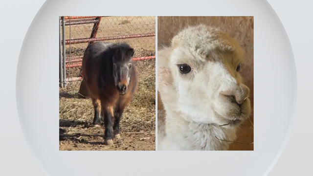hudson-animal-shelter-injured-pony-and-alpaca.png 