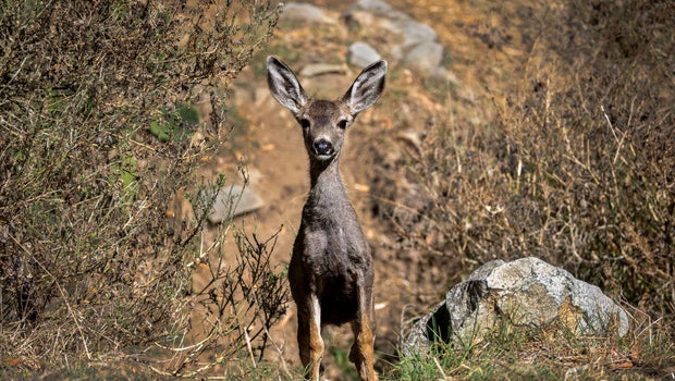Judge to decide on Catalina Island's controversial deer eradication plan