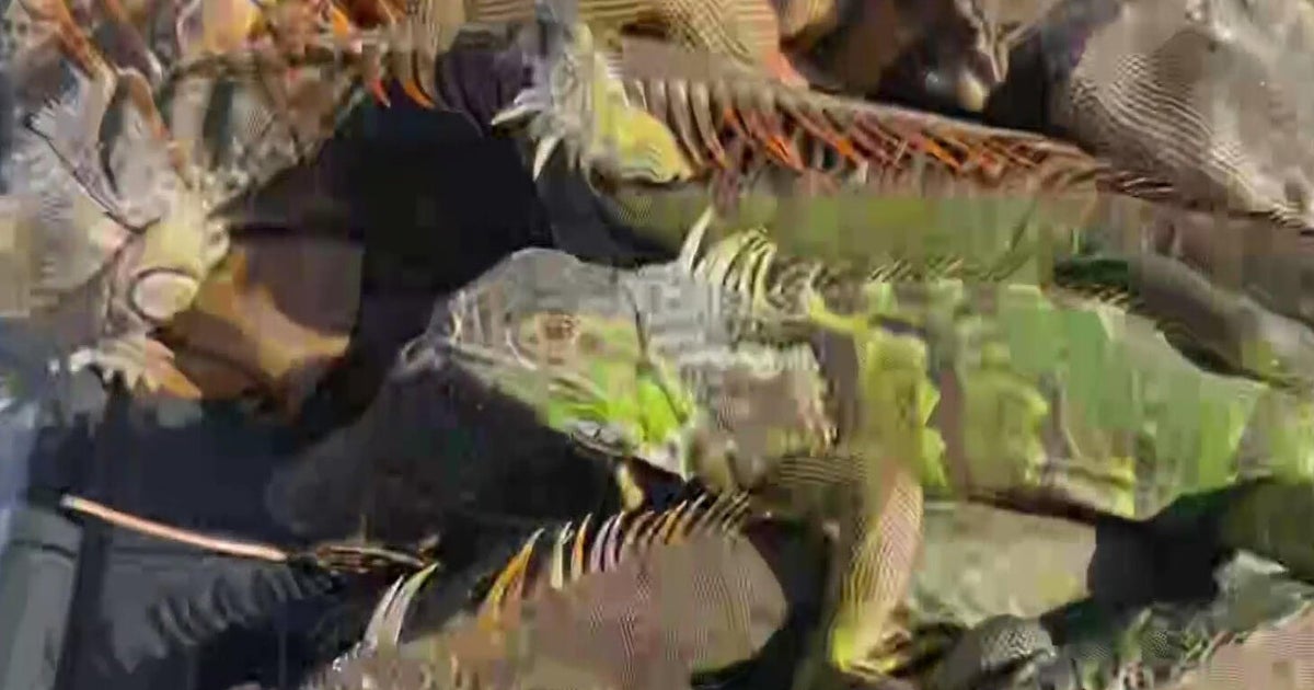 FWC asks Floridians to bring frozen iguanas to disposal sites: “It’s like a Florida Easter egg hunt”