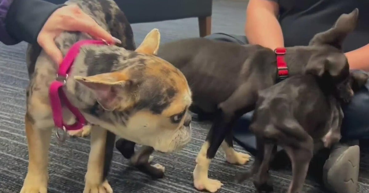 South Florida dog owner faces animal cruelty charges after 3 puppies ...