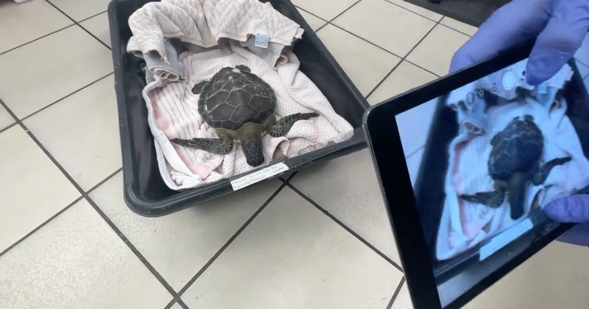 Dozens of "cold-stunned" sea turtles rescued from frigid waters in the ...