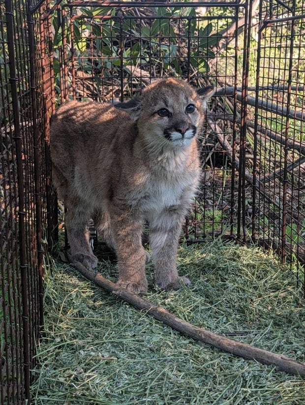 castaic-mountain-lion-cub.jpg 