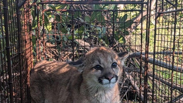 castaic-mountain-lion-cub.jpg 