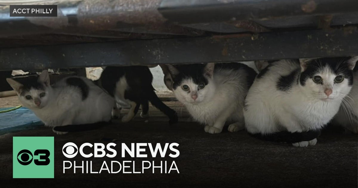 ACCT Philly takes in 30 cats from a Philadelphia home