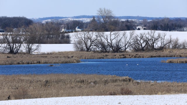 Snowy Hills, Bare Trees, Geese, and Trumpeter Swans in a Pond near Sunburg, Minnesota 