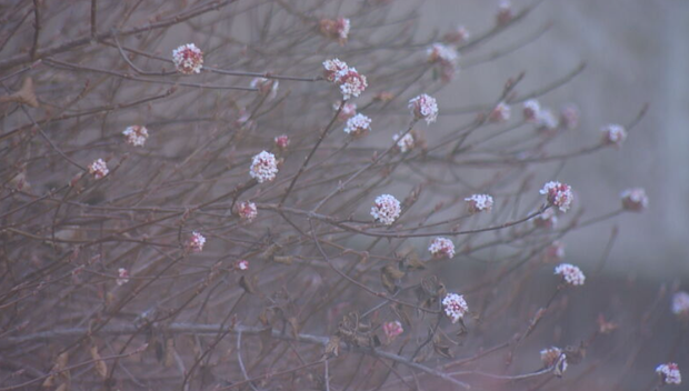 winter-blooms.png 