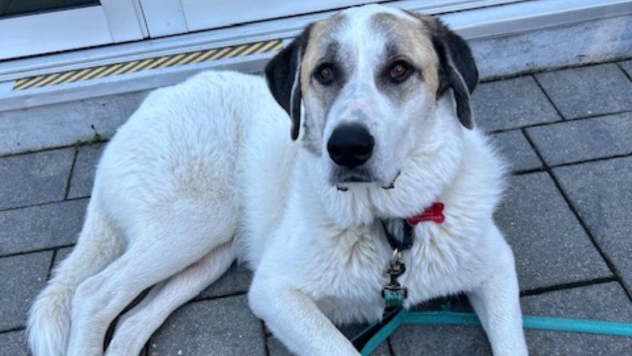 Massachusetts firefighters rescue dog within 5 minutes after it fell ...