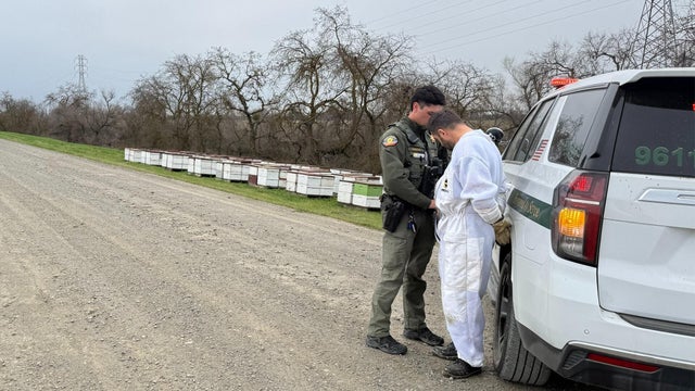 yolo-county-stolen-beehives.jpg 