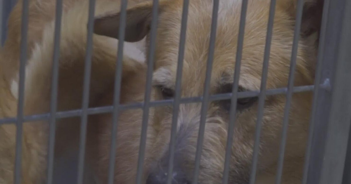 Dogs at Stanislaus County shelter need home as they face euthanasia due to overcrowding