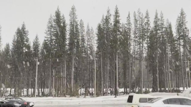A forest covered in snow 