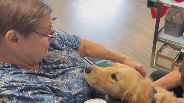 Comfort dog provides peace, joy to cancer center patients 