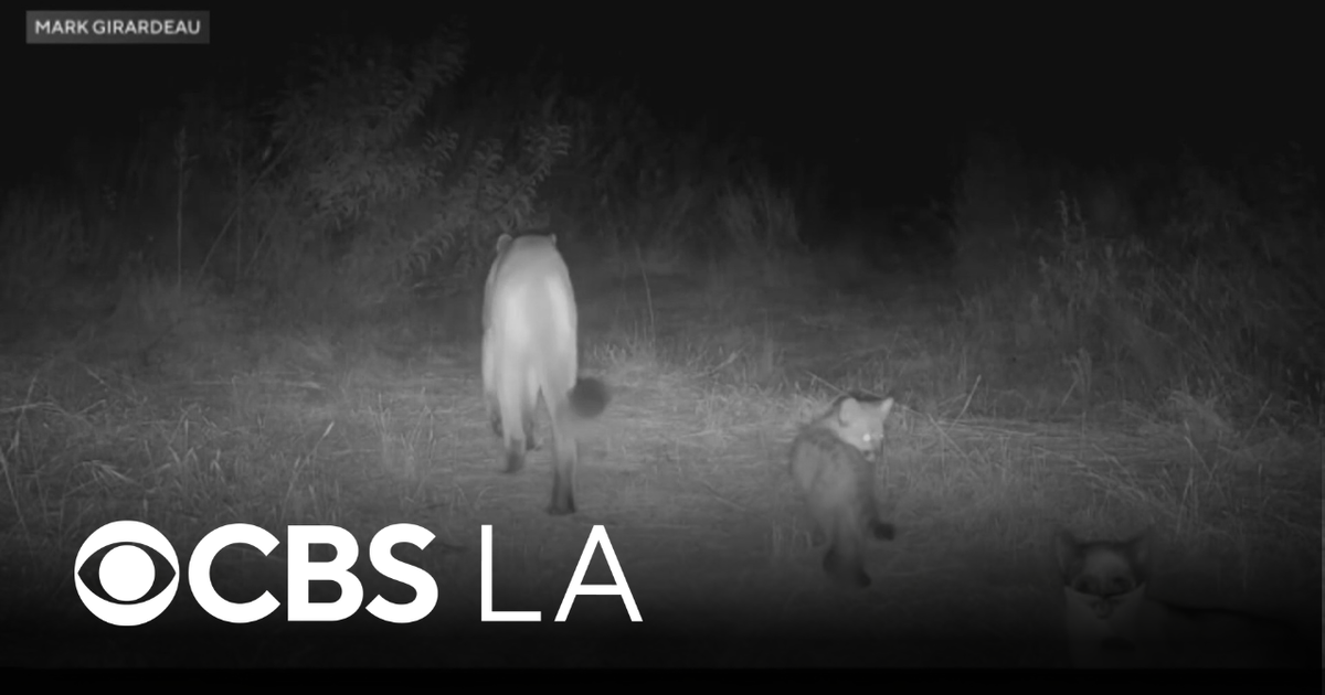 Mountain lions granted new habitat protections by California wildlife officials