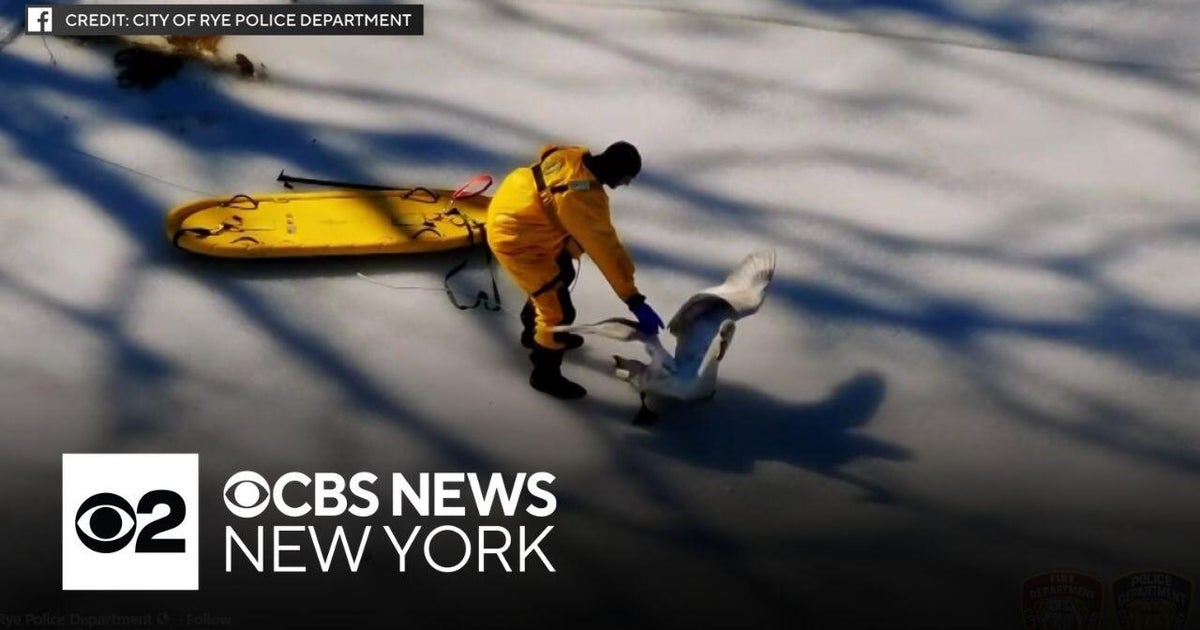 Westchester County emergency crews rescue swan stuck on frozen pond ...
