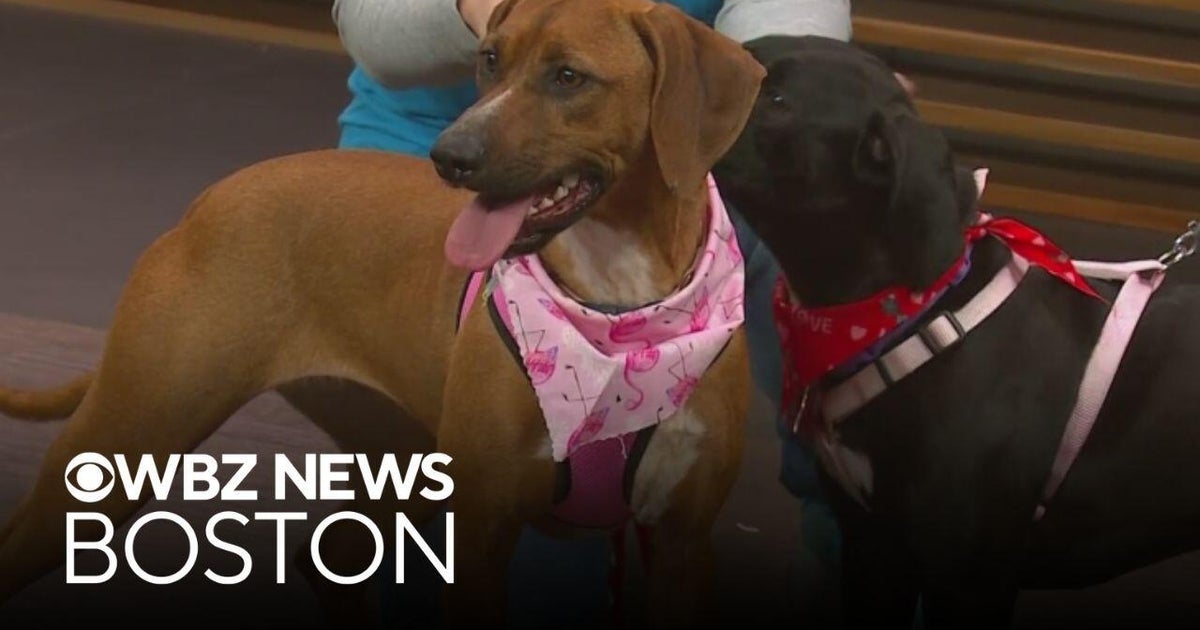 Female dogs available for adoption on "Galentine's Day" weekend