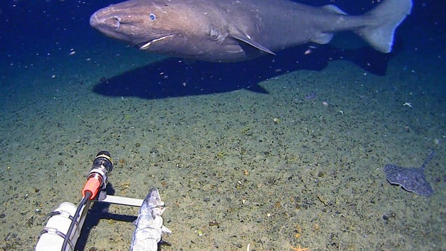 Australia Antarctic Shark 