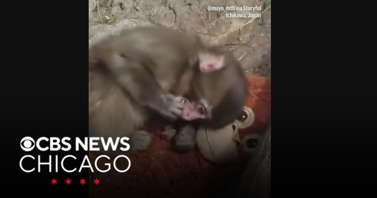 Macaque with plush orangutan at Japanese zoo takes over social media