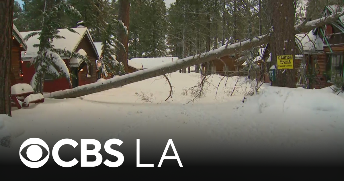 Heavy snow topples trees, power lines in Big Bear - CBS Los Angeles