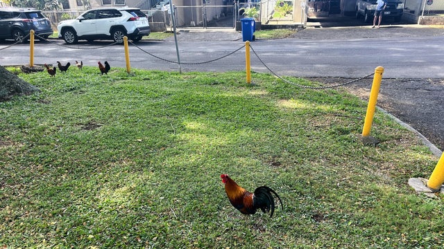 Feral Chickens Hawaii 