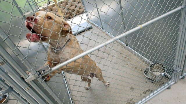 Rescued Pit Bulls Increasingly Populate Animal Shelters 