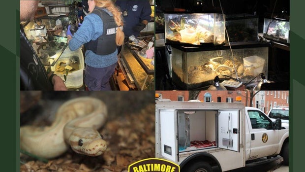 65 Reptiles Rescued after Death of Owner in Baltimore 
