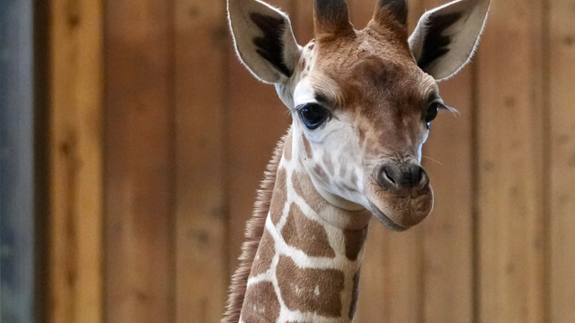 Giraffe calf Okidi (Detroit Zoo) 